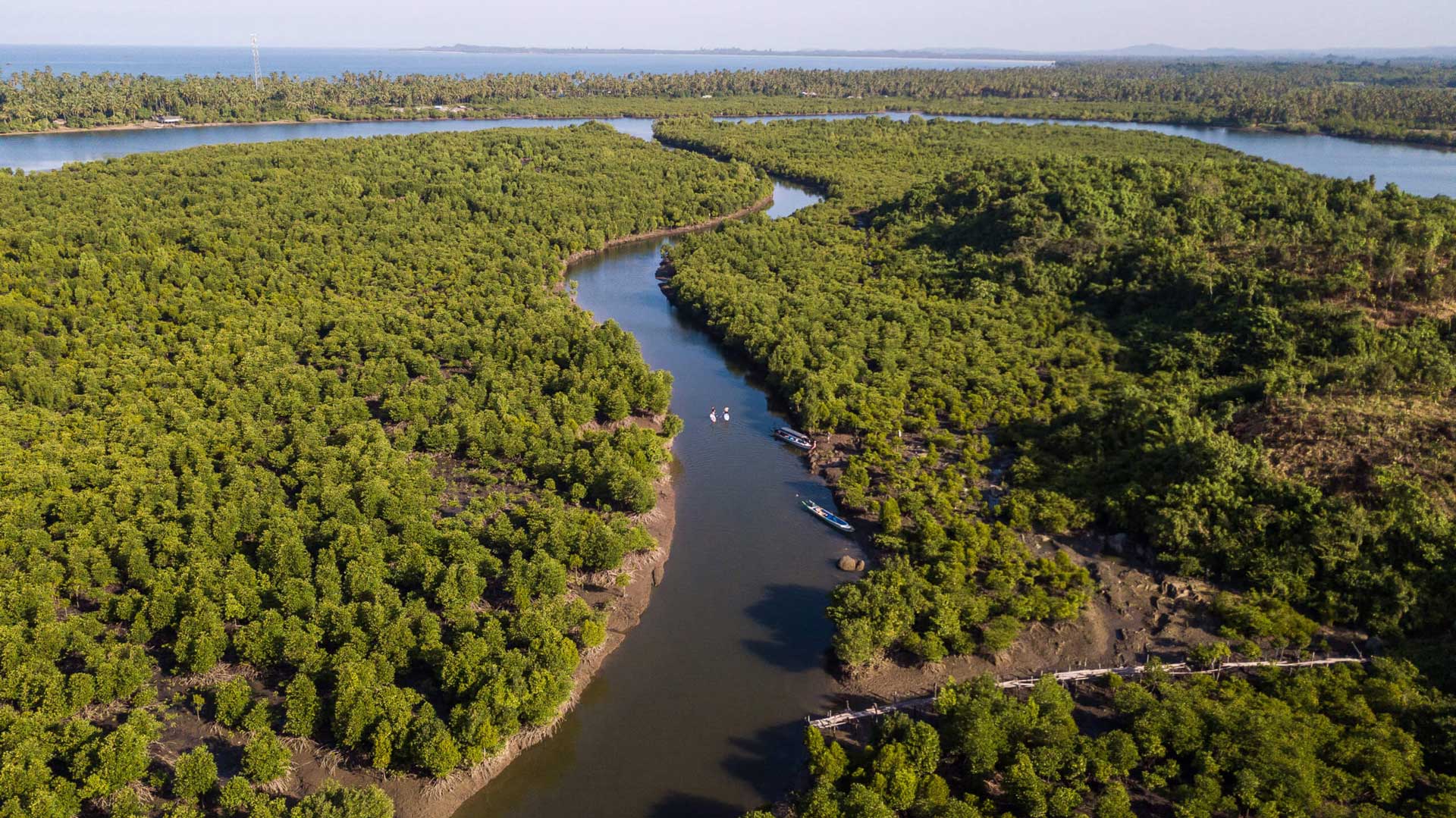 Why Mangroves - Starboard Blue