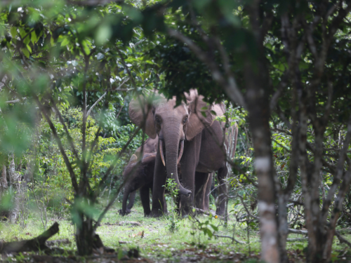 Deforestation in Myanmar: Causes, Consequences, and Solutions